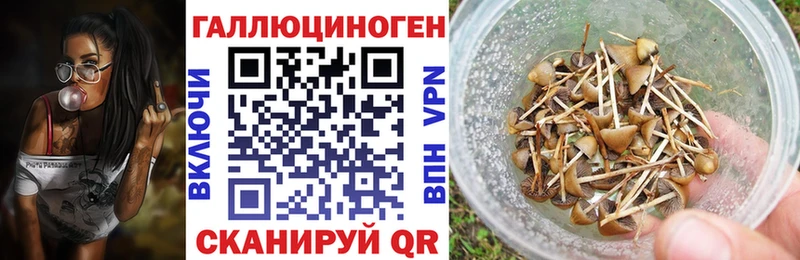 Купить  Брюховецкая  Галлюциногенные грибы Psilocybine cubensis 
